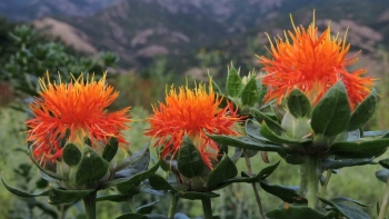 Hồng hoa - Vị thuốc quý trong y học cổ truyền