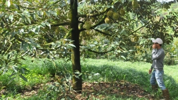 Diện tích sầu riêng tăng trưởng cao nhất trong các loại cây trồng chủ lực