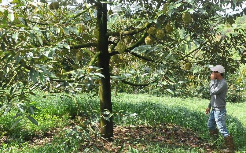 Diện tích trồng sầu riêng tăng trưởng cao nhất trong các loại cây trồng chủ lực