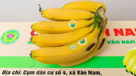 Hà Nội: Huyện Phúc Thọ chú trọng xây dựng sản phẩm nông sản đạt tiêu chuẩn OCOP