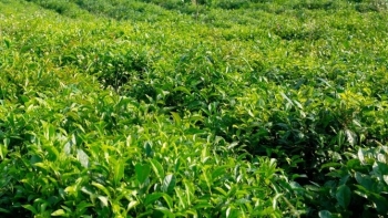 Loại chè ngon nổi tiếng, có lịch sử hàng trăm năm ở Ninh Bình trước nguy cơ mai một