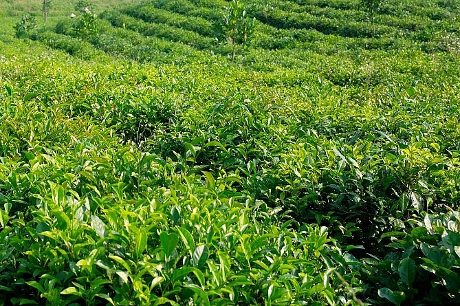 Đồi chè Trại Quang Sởi.