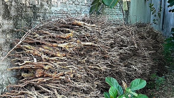 Những gốc chè hàng chục năm tuổi bị phá bỏ làm củi.