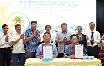 Hải Dương kết nối tiêu thụ cà rốt và nông sản với thị trường quốc tế