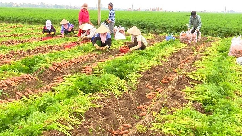 Hải Dương kết nối tiêu thụ cà rốt và nông sản với thị trường quốc tế