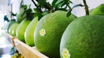 Xuất khẩu bưởi 8 tháng đầu năm tăng mạnh