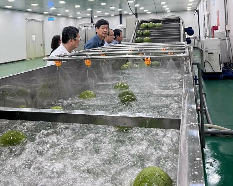 Trái bưởi da xanh được làm sạch trước khi đóng gói xuất khẩu Trái bưởi da xanh được làm sạch trước khi đóng gói xuất khẩu