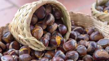 Nỗ lực đưa thương hiệu hạt dẻ Trùng Khánh vươn xa