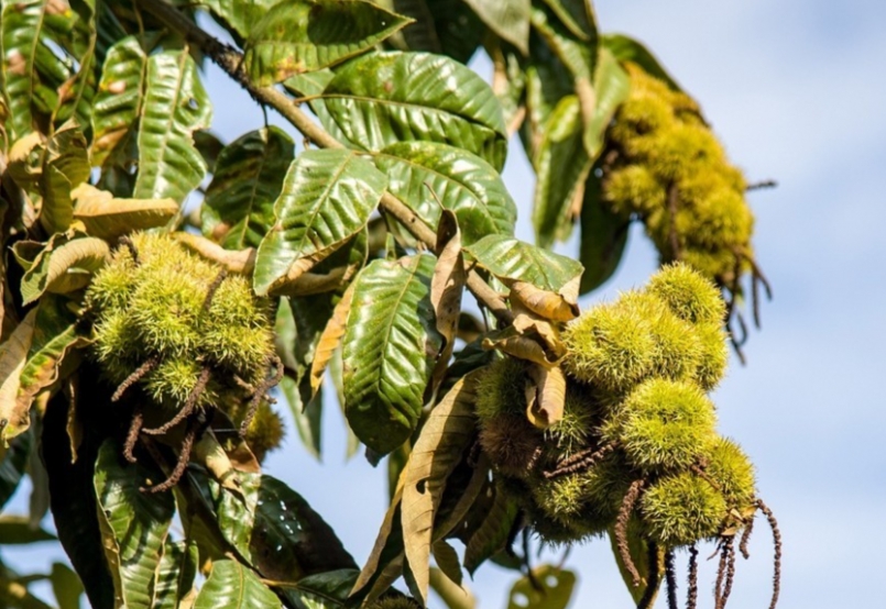 Nỗ lực đưa thương hiệu hạt dẻ Trùng Khánh vươn xa