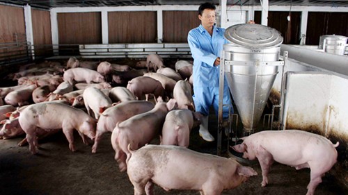 Giá heo hơi hôm nay 28/10: Giảm từ 1.000 - 2.000 đồng/kg ở nhiều địa phương