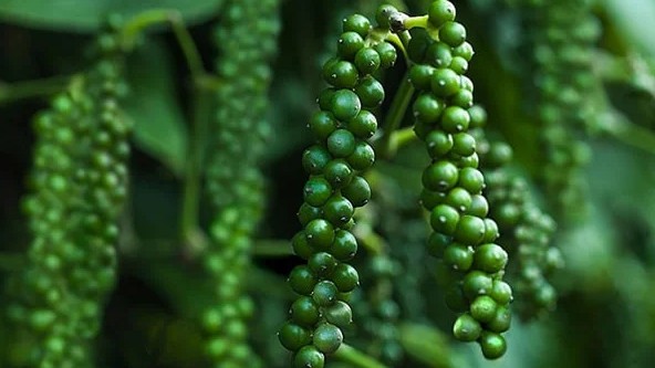 Giá nông sản hôm nay 28/10: Cà phê đồng loạt giảm 500 đồng/kg, hồ tiêu đi ngang