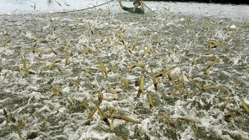 Tìm giải pháp khôi phục vị thế cạnh tranh của ngành tôm