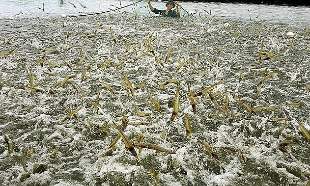 Tìm giải pháp khôi phục vị thế cạnh tranh của ngành tôm