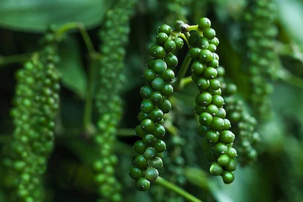 Giá nông sản hôm nay 28/10: Cà phê đồng loạt giảm 500 đồng/kg, hồ tiêu đi ngang