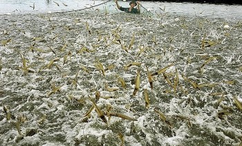 Tìm giải pháp khôi phục vị thế cạnh tranh của ngành tôm