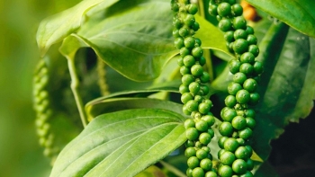 Sản lượng hồ tiêu năm 2024 được dự báo giảm từ 10% đến 15%