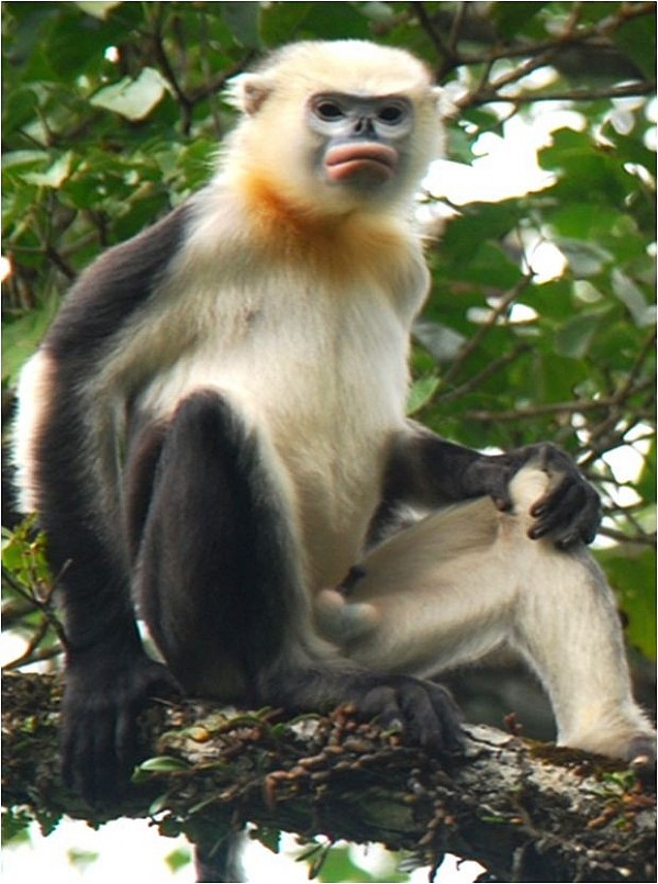 Voọc mũi hếch, một trong 25 loài linh trưởng có nguy cơ tuyệt chủng cao nhất trên thế giới.