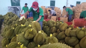 Sầu riêng Việt Nam chưa cạnh tranh lại hàng Thái Lan, Malaysia