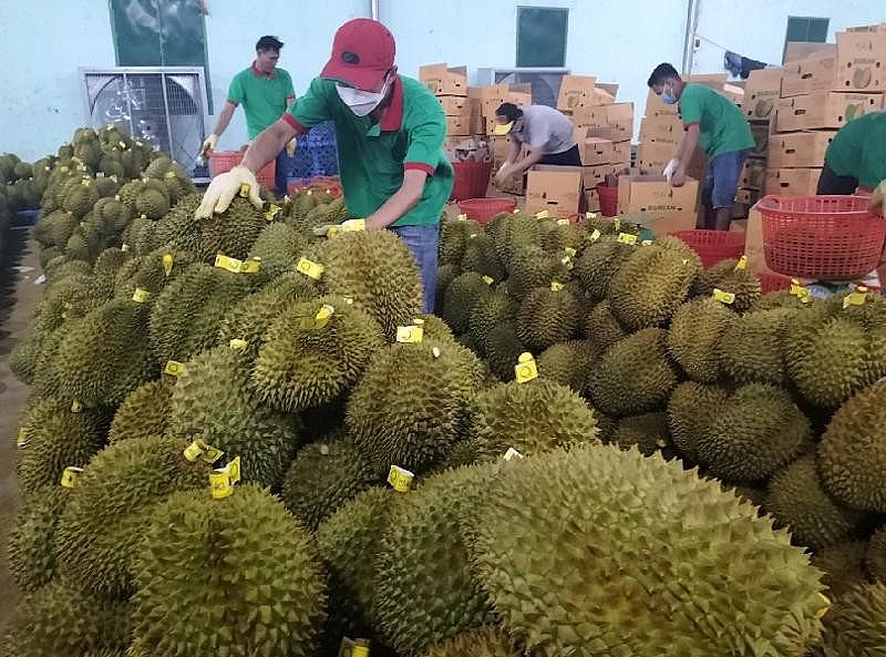 Sầu riêng Việt Nam chưa cạnh tranh lại hàng Thái Lan, Malaysia