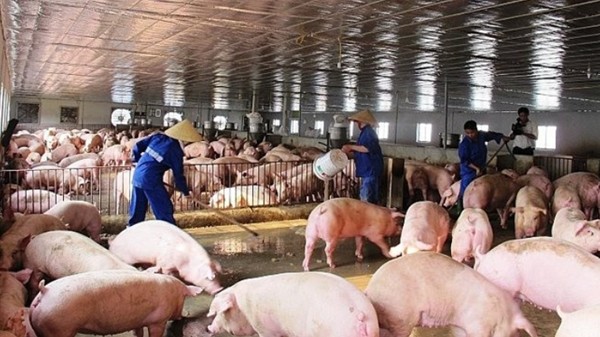 Giá heo hơi hôm nay 29/10: Tiếp tục tăng trong tuần tới?