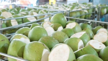 Dừa được dự báo lọt top xuất khẩu tỷ đô vào năm 2024