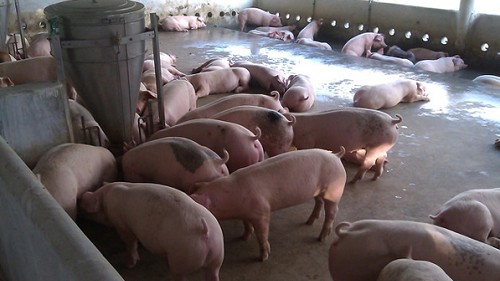 Giá heo hơi hôm nay 30/10: Ổn định ngày đầu tuần