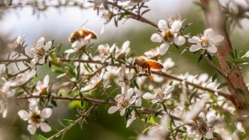 Bật mí về loại mật ong đắt đỏ bậc nhất thế giới, phải dùng trực thăng để lấy