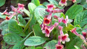 Cây sinh địa - Đặc điểm và công dụng