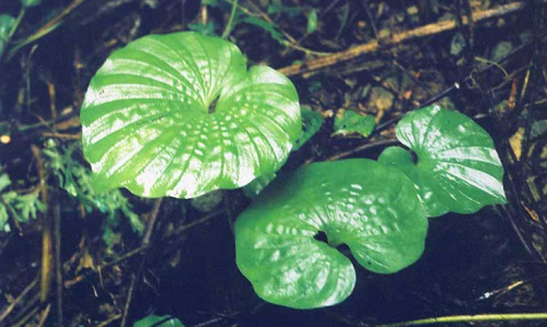 Loài cây có duy nhất 1 chiếc lá tại Việt Nam, người bản địa hiếm có cơ hội nhìn thấy Loài cây có duy nhất 1 chiếc lá tại Việt Nam, người bản địa hiếm có cơ hội nhìn thấy