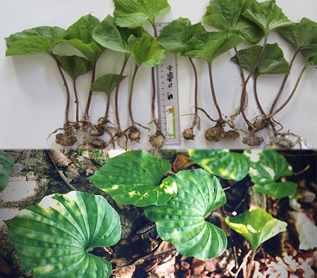 Loài cây có duy nhất 1 chiếc lá tại Việt Nam, người bản địa hiếm có cơ hội nhìn thấy Loài cây có duy nhất 1 chiếc lá tại Việt Nam, người bản địa hiếm có cơ hội nhìn thấy