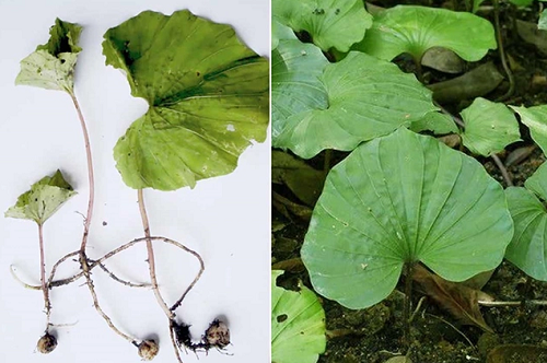 Loài cây có duy nhất 1 chiếc lá tại Việt Nam, người bản địa hiếm có cơ hội nhìn thấy Loài cây có duy nhất 1 chiếc lá tại Việt Nam, người bản địa hiếm có cơ hội nhìn thấy