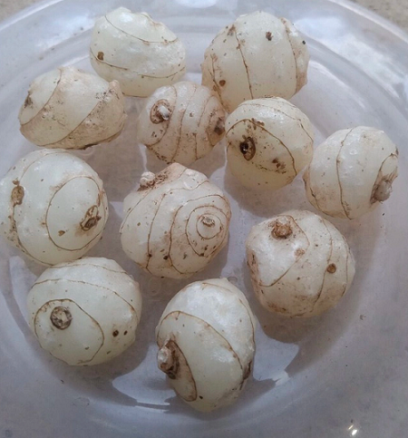 Loài cây có duy nhất 1 chiếc lá tại Việt Nam, người bản địa hiếm có cơ hội nhìn thấy Loài cây có duy nhất 1 chiếc lá tại Việt Nam, người bản địa hiếm có cơ hội nhìn thấy