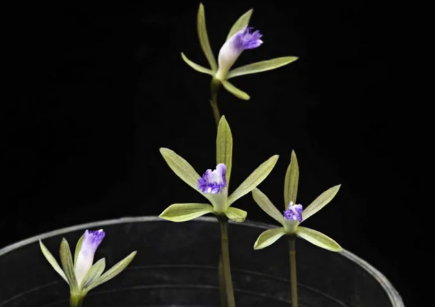 Loài cây có duy nhất 1 chiếc lá tại Việt Nam, người bản địa hiếm có cơ hội nhìn thấy Loài cây có duy nhất 1 chiếc lá tại Việt Nam, người bản địa hiếm có cơ hội nhìn thấy