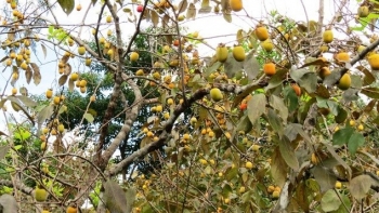 Thủ phủ hồng trăm tuổi xứ Nghệ mất mùa, được giá