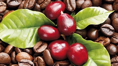 Giá nông sản hôm nay 31/10: Cà phê quay đầu giảm, hồ tiêu không có biến động