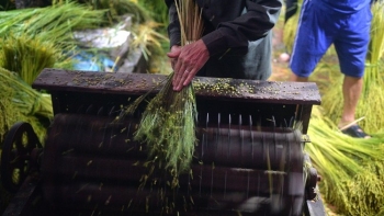 Tinh hoa hương cốm Mễ Trì - Tô điểm cho mùa thu Hà Nội