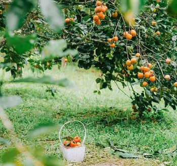 5 vườn hồng trĩu quả ở Đà Lạt đang chờ bạn ghé thăm