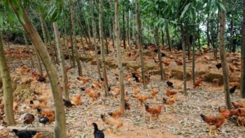 Gà đồi Ngân Hà - Thương hiệu gà sạch, ngon, uy tín đến từ Hà Tĩnh