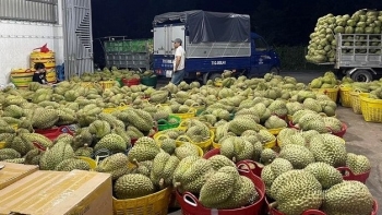 Nguồn cung hạn chế, thương lái lùng sục tìm mua sầu riêng