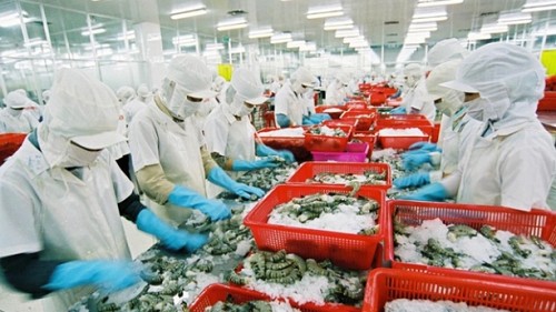 Xuất khẩu tôm tăng nhưng khó khăn vẫn chưa hết