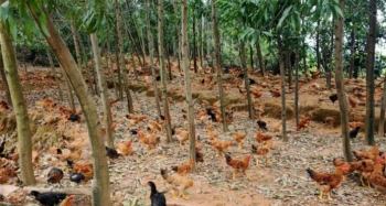 Gà đồi Ngân Hà - Thương hiệu gà sạch, ngon, uy tín đến từ Hà Tĩnh