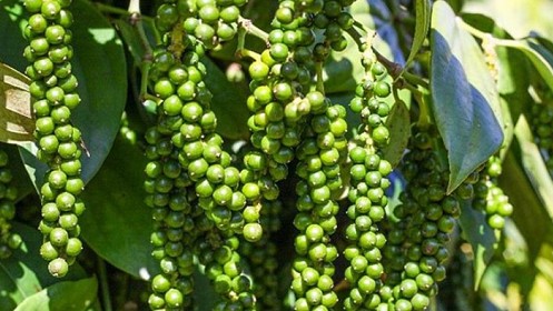 Giá nông sản hôm nay 1/11: Cà phê đảo chiều tăng 800 đồng/kg, hồ tiêu quay đầu giảm 500 đồng/kg