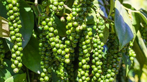 Giá nông sản hôm nay 1/11: Cà phê đảo chiều tăng 800 đồng/kg, hồ tiêu quay đầu giảm 500 đồng/kg