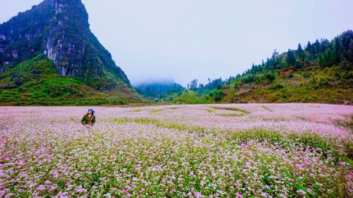 Du lịch Hà Giang thu về 137 tỷ đồng trong dịp Lễ hội hoa Tam giác mạch
