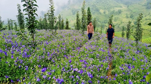Lào Cai đẩy mạnh phát triển cây dược liệu theo hướng bền vững