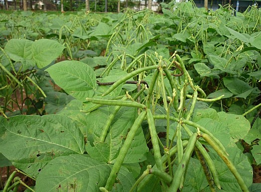 Đậu xanh - Vị thuốc quý trong Đông y Đậu xanh - Vị thuốc quý trong Đông y