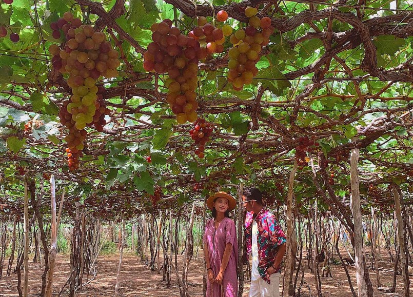 Du khách tham quan vườn nho Thái An