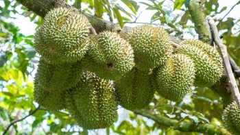 Việt Nam có 85.000 ha sầu riêng, trong đó 51% đã cho thu hoạch