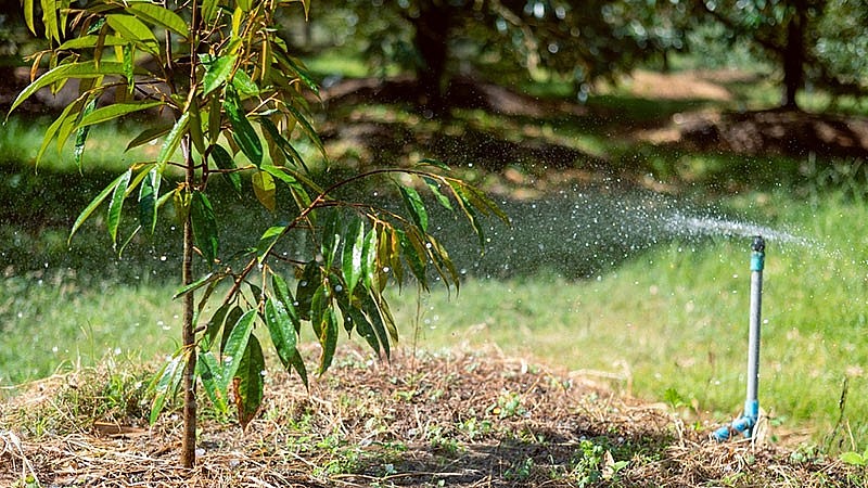 việc tăng diện tích một cách ồ ạt, thiếu kiểm soát sẽ dẫn đến hậu quả khó lường 