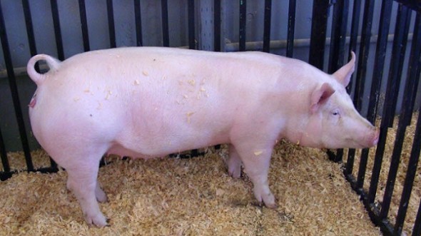 Giá heo hơi hôm nay 3/11: Ghi nhận mức tăng cao nhất 2.000 đồng/kg